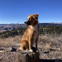 Spire Canine Orthopedics (formerly Spire Veterinary Surgery) ico