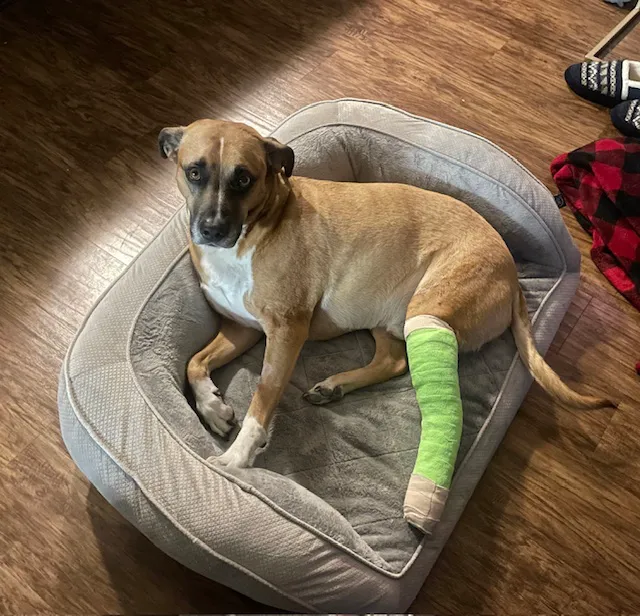 Spire Canine Orthopedics (formerly Spire Veterinary Surgery) Picture 6