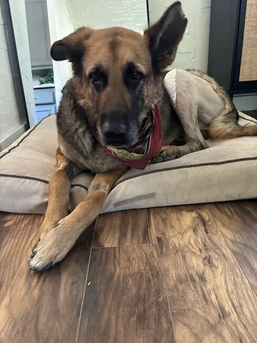 Spire Canine Orthopedics (formerly Spire Veterinary Surgery) Picture 7