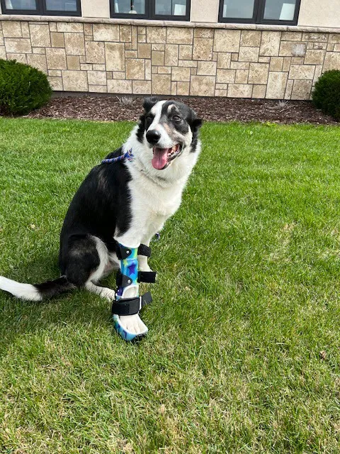 Spire Canine Orthopedics (formerly Spire Veterinary Surgery) Picture 10