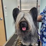 Pickaroon Animal Hospital