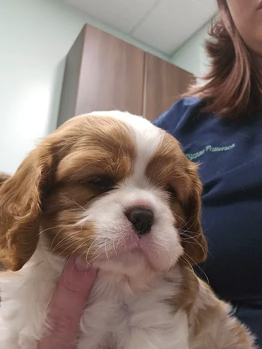 Pickaroon Animal Hospital Picture 9