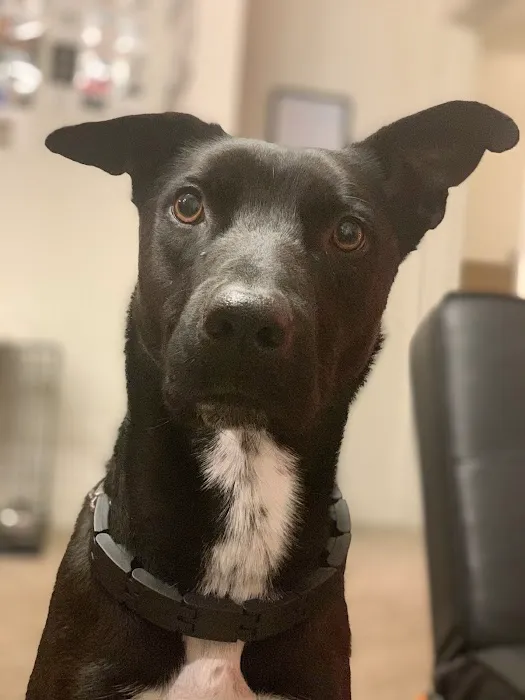 Vetco Total Care Animal Hospital Picture 1