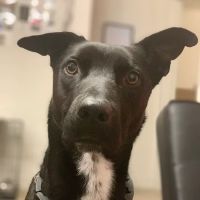 Vetco Total Care Animal Hospital ico