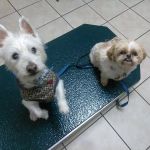 Highland Hills Pet Hospital