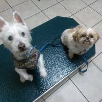 Highland Hills Pet Hospital ico