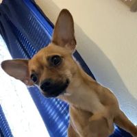 PETS Emergency Hospital, A Thrive Pet Healthcare Partner ico