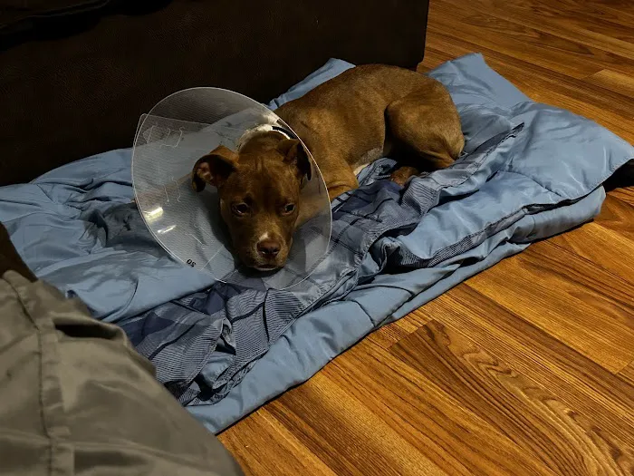 PETS Emergency Hospital, A Thrive Pet Healthcare Partner Picture 6