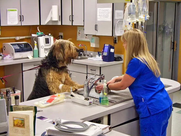 PETS Emergency Hospital, A Thrive Pet Healthcare Partner Picture 4