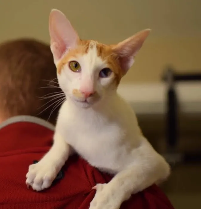 PETS Emergency Hospital, A Thrive Pet Healthcare Partner Picture 9