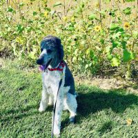 Banfield Pet Hospital ico