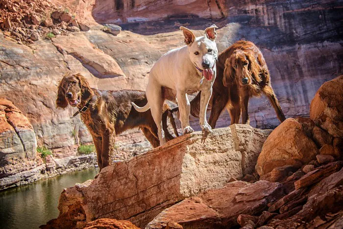 Oak Animal Hospital Picture 5