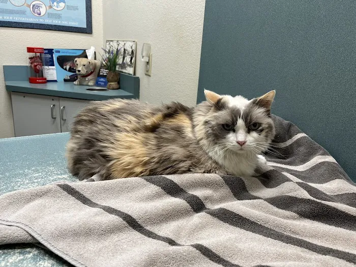 Oak Animal Hospital Picture 8