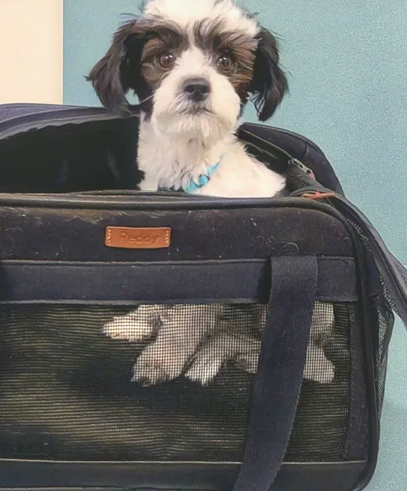 Oak Animal Hospital Picture 9