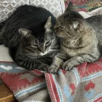 Berrien Veterinary Services ico