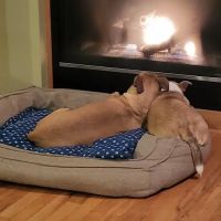 Sunset Coast Veterinary Clinic ico