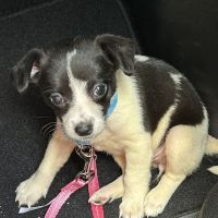Nickerson Animal Health Center ico