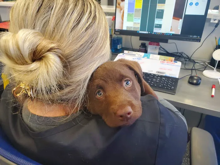 Village Vet Picture 2