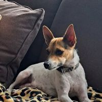 St Joseph Animal Wellness Clinic, PC ico
