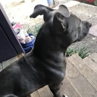 Ani-Med Animal Health Care ico
