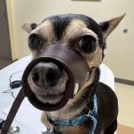 Roseland Animal Hospital