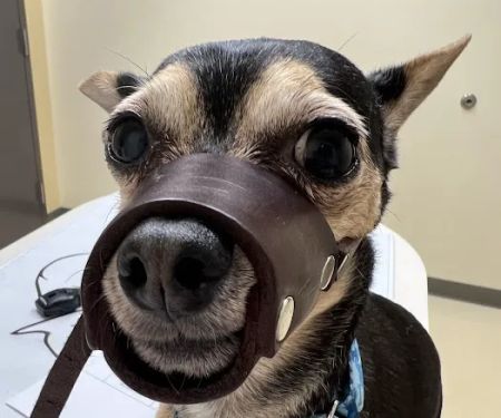 Roseland Animal Hospital
