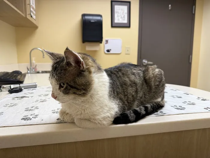 Roseland Animal Hospital Picture 4