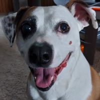 Bangor Veterinary Clinic ico