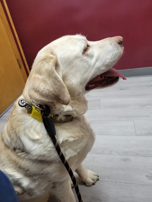 Bangor Veterinary Clinic Picture 4