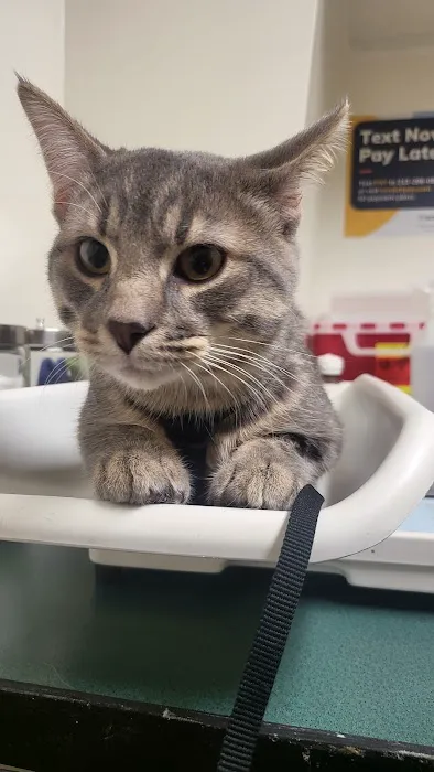 South Haven Animal Hospital Picture 2