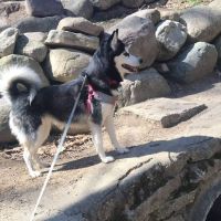 South Haven Animal Hospital ico