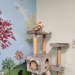Phoenix Road Animal Hospital