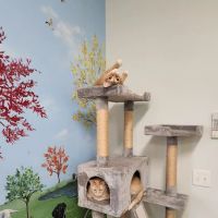 Phoenix Road Animal Hospital ico