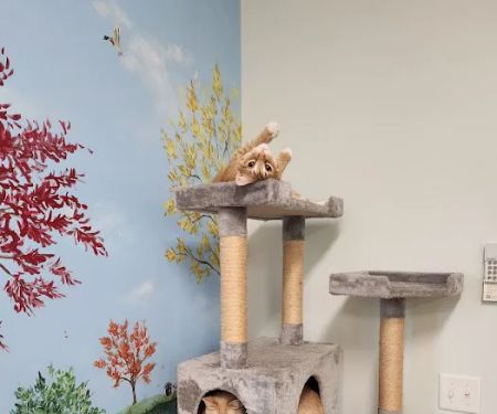 Phoenix Road Animal Hospital