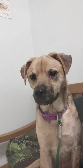 Phoenix Road Animal Hospital Picture 6