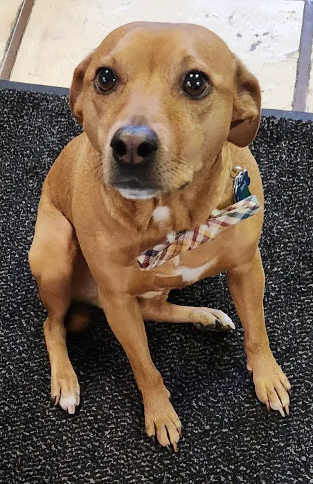 Phoenix Road Animal Hospital Picture 8