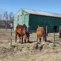 Michigan Mixed Animal Veterinary Service Inc. ico