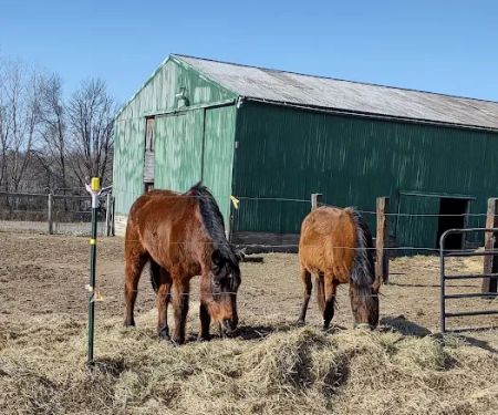 Michigan Mixed Animal Veterinary Service Inc.