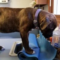 Gobles Veterinary Clinic ico