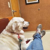 Haslett Animal Hospital ico