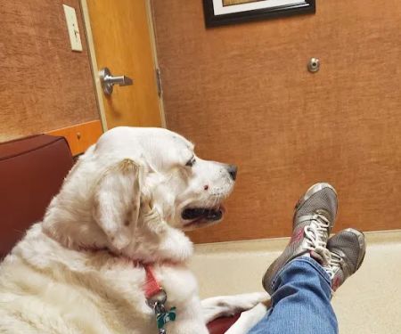 Haslett Animal Hospital
