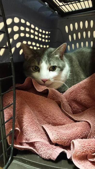 Haslett Animal Hospital Picture 2