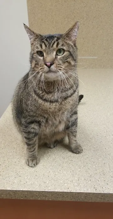 Haslett Animal Hospital Picture 3