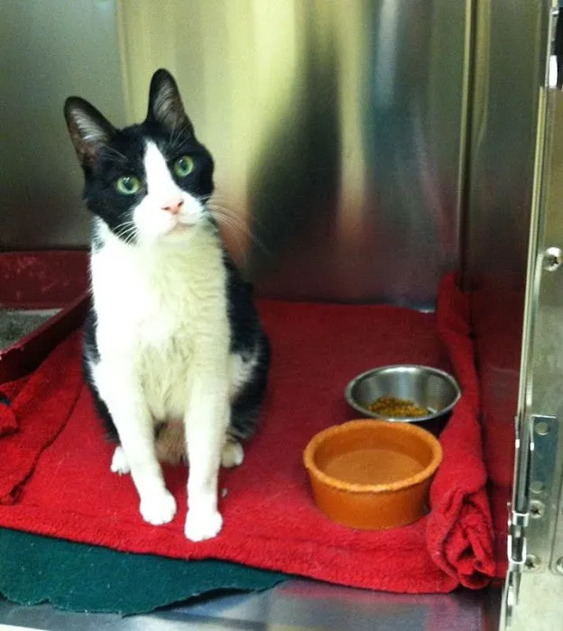 Haslett Animal Hospital Picture 7