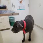 East Lansing Veterinary Clinic