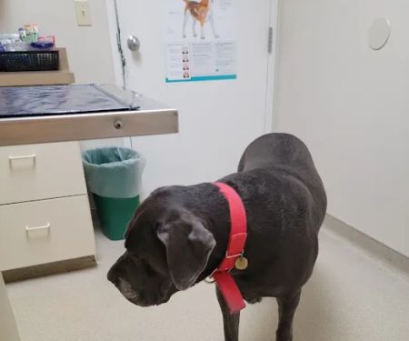 East Lansing Veterinary Clinic