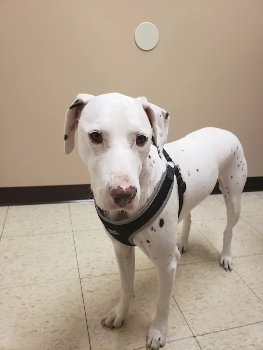 East Lansing Veterinary Clinic Picture 2