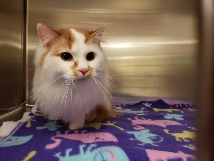 East Lansing Veterinary Clinic Picture 7