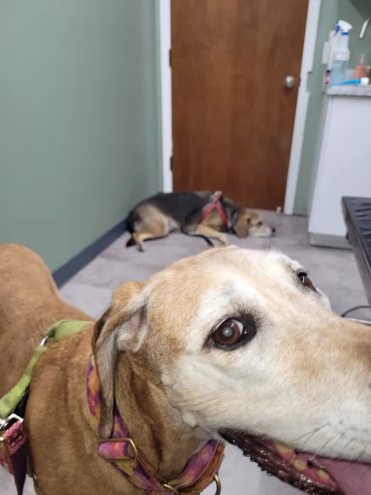 Abbott Road Animal Clinic Picture 4