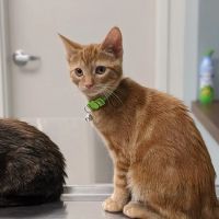 Sterner Veterinary Clinic ico